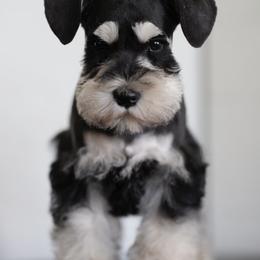 Miniature Schnauzer Puppies from Snowflake Schnauzers