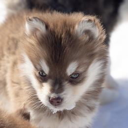 Jovi - Chocolate female Pomsky puppy in Moultonborough, New Hampshire from Foxfire Arctic Spitz