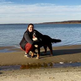 Bernese Mountain Dog and Pembroke Welsh Corgi All Grown Up from Concerto Corgis