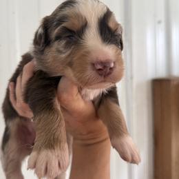 RMF 1 - Red merle female Australian Shepherd puppy in Bainbridge, Ohio from CK Aussies