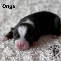 Onyx - Black tri male Miniature Australian Shepherd puppy in Garden Plain, Kansas from Krazy K Aussies