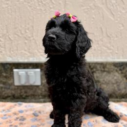 Noir - Black female Goldendoodle puppy in Miami, Florida from Jade’s Paws & Co. Of Miami LLC