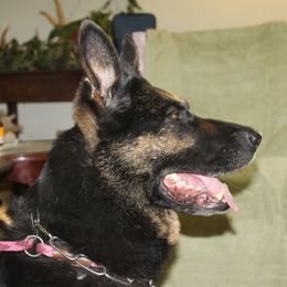 Queenie - German Shepherd