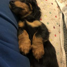 Dachshund Puppies from Birkin’ Paws