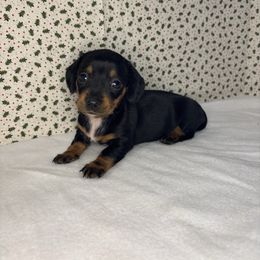 Kendall - Black and tan female Dachshund puppy in Mountain Grove, Missouri from Happy Hounds and More🐾
