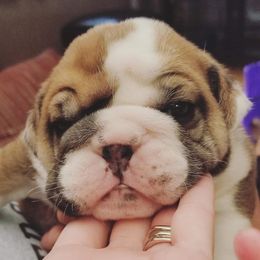 English Bulldog Puppies from LydyBug Bulldogs