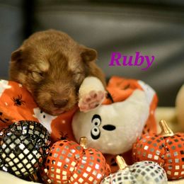 F12 - Red and white female Alaskan Malamute puppy in Kingston, Tennessee from North Shore Alaskan Malamutes