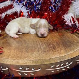 DRM1 cream or red pie - Cream male Dachshund puppy in Carthage, Texas from Rafter C Ranch Doxies