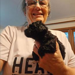 Jess - Black female Poodle puppy in Mc Dade, North Carolina from Toy Poodles of NC