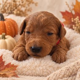 Red Collar - Red female Irish Doodle puppy in Madison, Wisconsin from Morningside Doodles