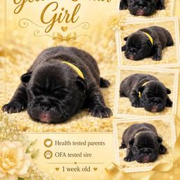 Yellow collar girl - Brindle female French Bulldog puppy in Polk City, Florida from Best Friend Frenchies, LLC