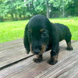 Solo AKC OFA CHIC - Brindle male Dachshund puppy in El Dorado, Arkansas from LovelylilDoxies