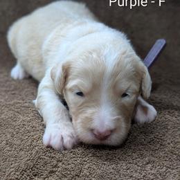 Paula - Fawn and white female Sheepadoodle puppy in Seaman, Ohio from Ohio Valley Sheepadoodles