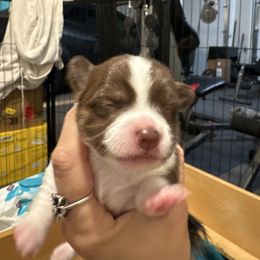Juniper - Chocolate and white female Chihuahua puppy in Canton, Texas from Heavenly Chihuahua