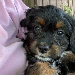 Girl 2 - Black phantom Aussiedoodle puppy in Cross Plains, Tennessee from Cross-Tied Farm Aussiedoodles