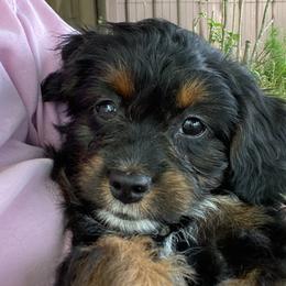Girl 2 - Black phantom Aussiedoodle puppy in Cross Plains, Tennessee from Cross-Tied Farm Aussiedoodles