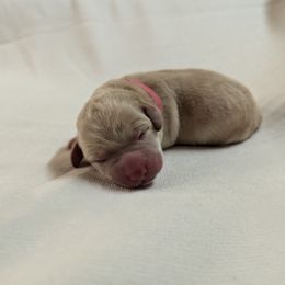 Dilute Retriever and Labrador Retriever Puppies from LC Hunting Labs, LLC.
