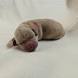 Dilute Retriever and Labrador Retriever Puppies from LC Hunting Labs, LLC.