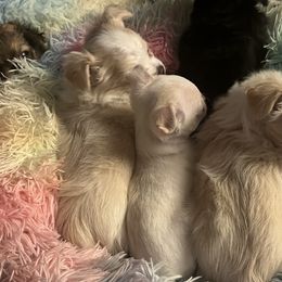 Chihuahuas from Life of Riley's AKC Chihuahuas