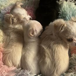 Chihuahuas from Life of Riley's AKC Chihuahuas