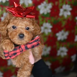 Cavapoo, Cockapoo, and Poodle Puppies from Heavenly Puppies to Love