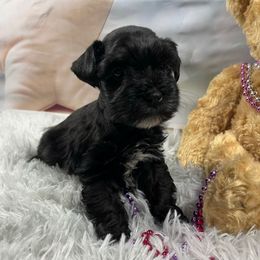 Lexi - Black female Miniature Schnauzer puppy in Slaughterville, Oklahoma from Priscilla's Miniature Schnauzers