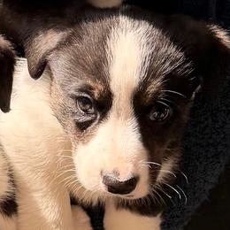 Bob - Black and white male Cardigan Welsh Corgi puppy in Amsterdam, New York from Castle Cardigan Welsh Corgis