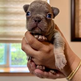 French Bulldog Puppies from Pawsitive Frenchies