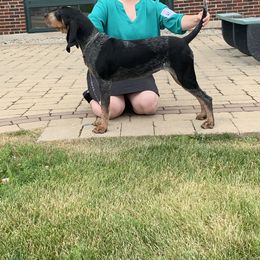American Leopard Hound, Bluetick Coonhound, and German Shepherd All Grown Up from Haus Biery German Shepherds, Benchmark Blueticks & Leopard Hounds