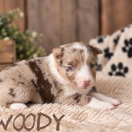 Woody - Red merle male Border Collie puppy in Sanger, California from Flying M Cactus Ranch Buddies