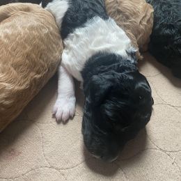 Poodle Puppies from Sweet Country Standards