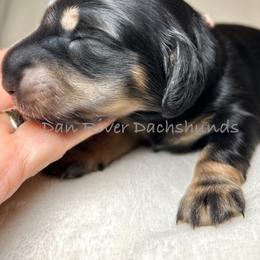 Latte - Black and cream female Dachshund puppy in Vale, North Carolina from Dan River Dachshunds
