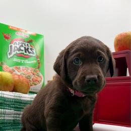 Dark pink - Chocolate female Labrador Retriever puppy in Heath Springs, South Carolina from Rich Hill Retrievers
