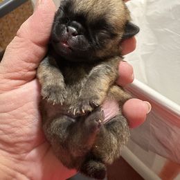 Yellow - Fawn male Pug puppy in Altoona, Pennsylvania from Ivyside Pugs