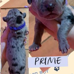 PRIME - Merle male Great Dane puppy in Wellsville, New York from Prophecy Danes
