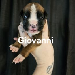 Giovanni - Fawn male Boxer puppy in Piedmont, South Carolina from SmashBox Kennel