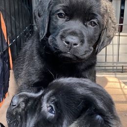 Labrador Retriever Puppies from pinecrest kennels