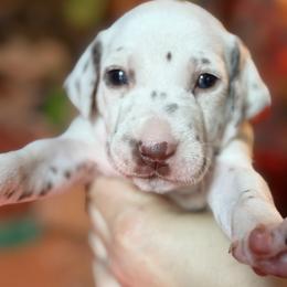 6th pick female - White and liver brown female Dalmatian puppy in Lake Mathews, California from Bully Market