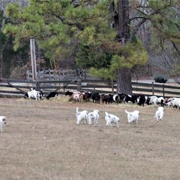 Great Pyrenees and Leonberger Puppies from Easter Acres