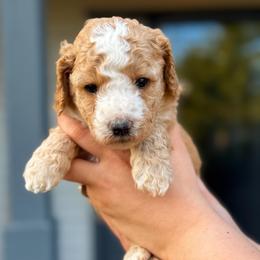 Simon-Peter - Apricot male Goldendoodle puppy in Urbana, Illinois from ZaraDoodles