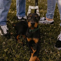 Doberman Pinscher Puppies from KB's Dobermans