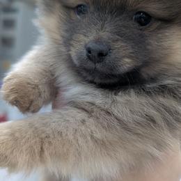 Lion - Black and tan male Pomeranian puppy in Sacramento, California from Tamara's Puppies