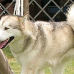 Alaskan Malamutes from Terry's Alaskan Malamutes