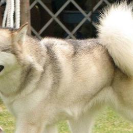 Alaskan Malamutes from Terry's Alaskan Malamutes