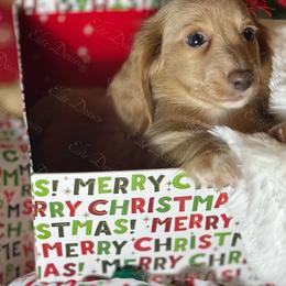 Goldie - Cream female Dachshund puppy in Lakeland, Florida from Elite Doxies Florida