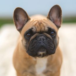 Wiki - French Bulldog