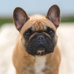 Wiki - French Bulldog