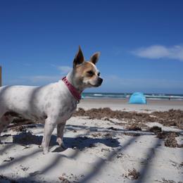 Peaches - Chihuahua