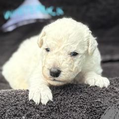 Boy 6 - male Kuvasz puppy in Wimauma, Florida from Whiterock