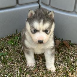 Grayson - Gray and white male Siberian Husky puppy in Summerville, South Carolina from Carolina Husky Lodge